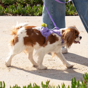 The Everything Harness with Poop Dispenser (Lavender)