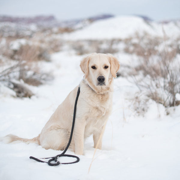 ZIPPYPAWS MOD ESSENTIAL LEASH Black