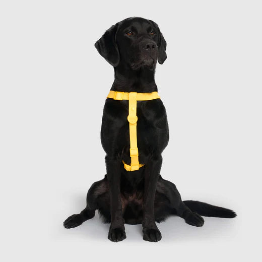 Waterproof Dog Harness Canada Pooch Yellow M