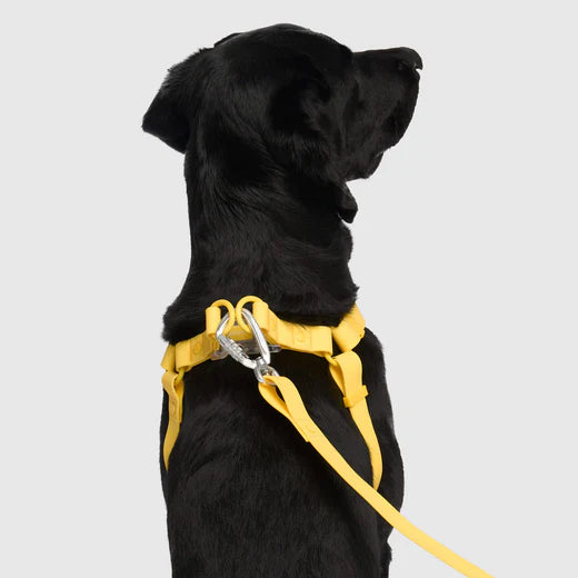 Dog harness yellow hotsell