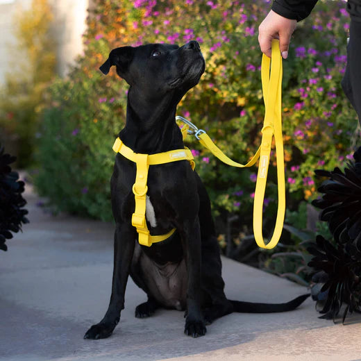 Waterproof Dog Harness Canada Pooch Yellow M